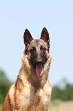 MALINOIS 766